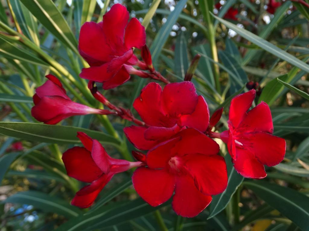 Affittacamere Graziella เวอนาซซา ภายนอก รูปภาพ